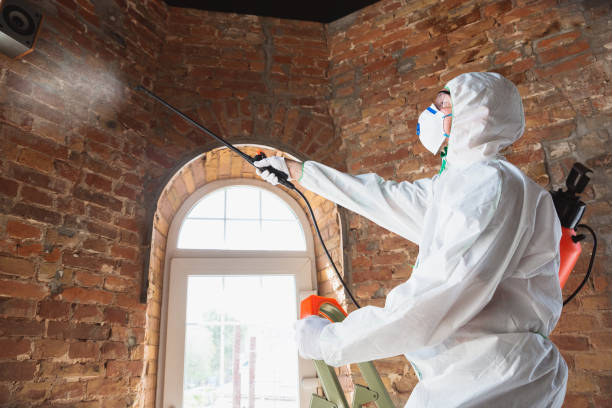 Trusted Elroy, NC Mold Removal & Remediation Experts